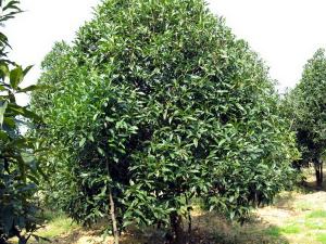 桂花樹(shù)GH-金華苗木