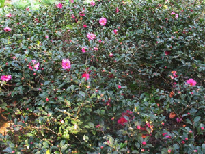 茶梅苗木|金華茶梅苗木